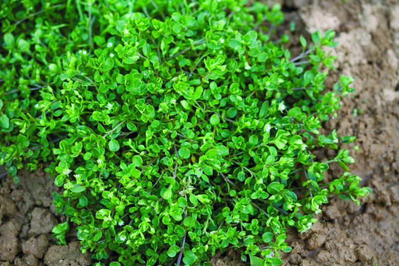 Chickweed